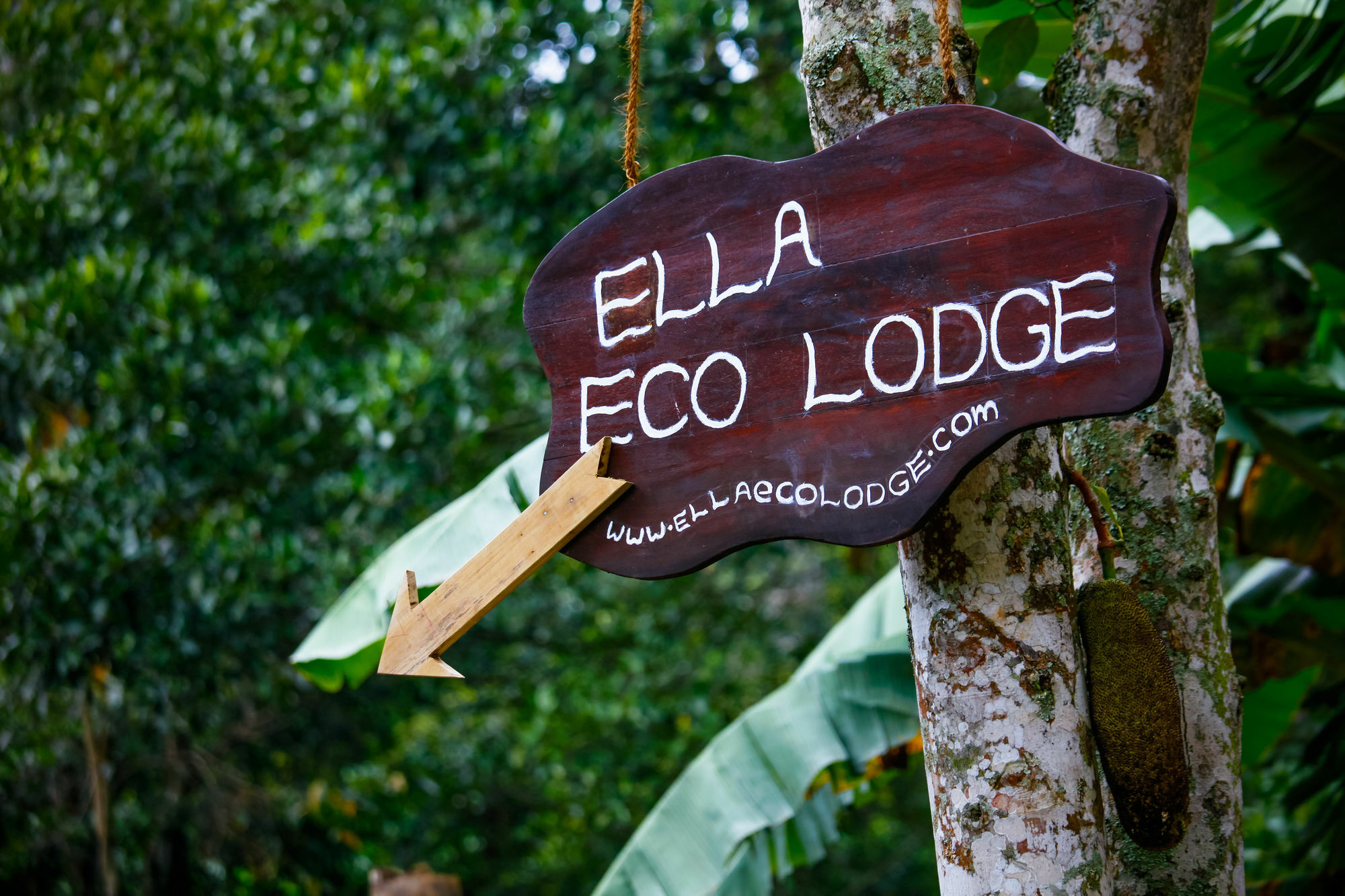 Ella Ecolodge Kültér fotó